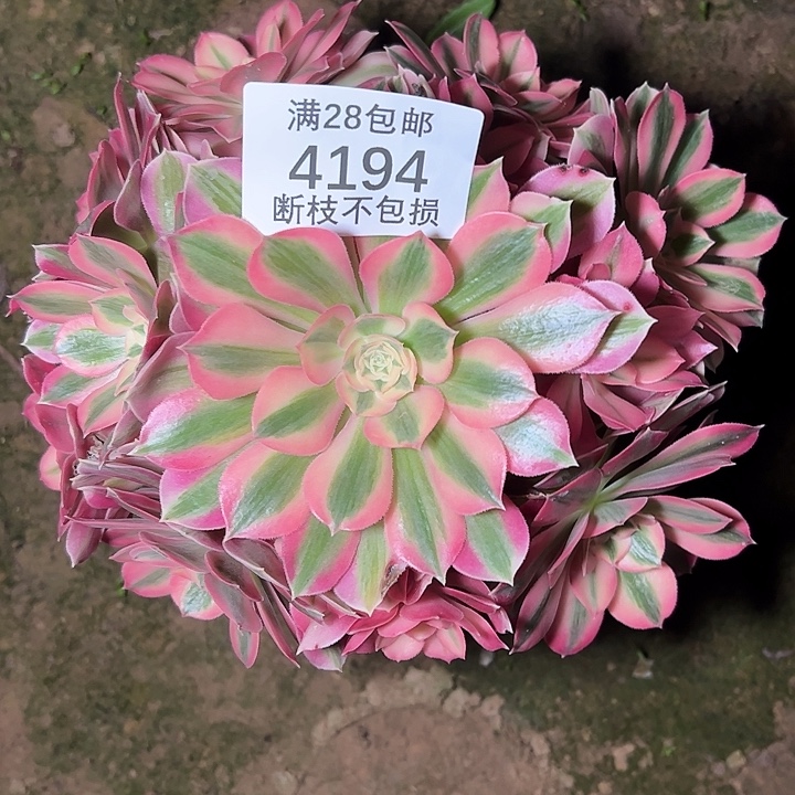 4194粉女巫多肉植物