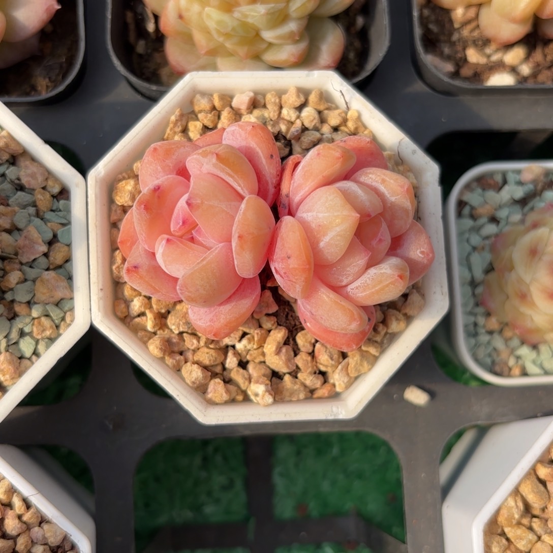 双头老桩橙一物一拍