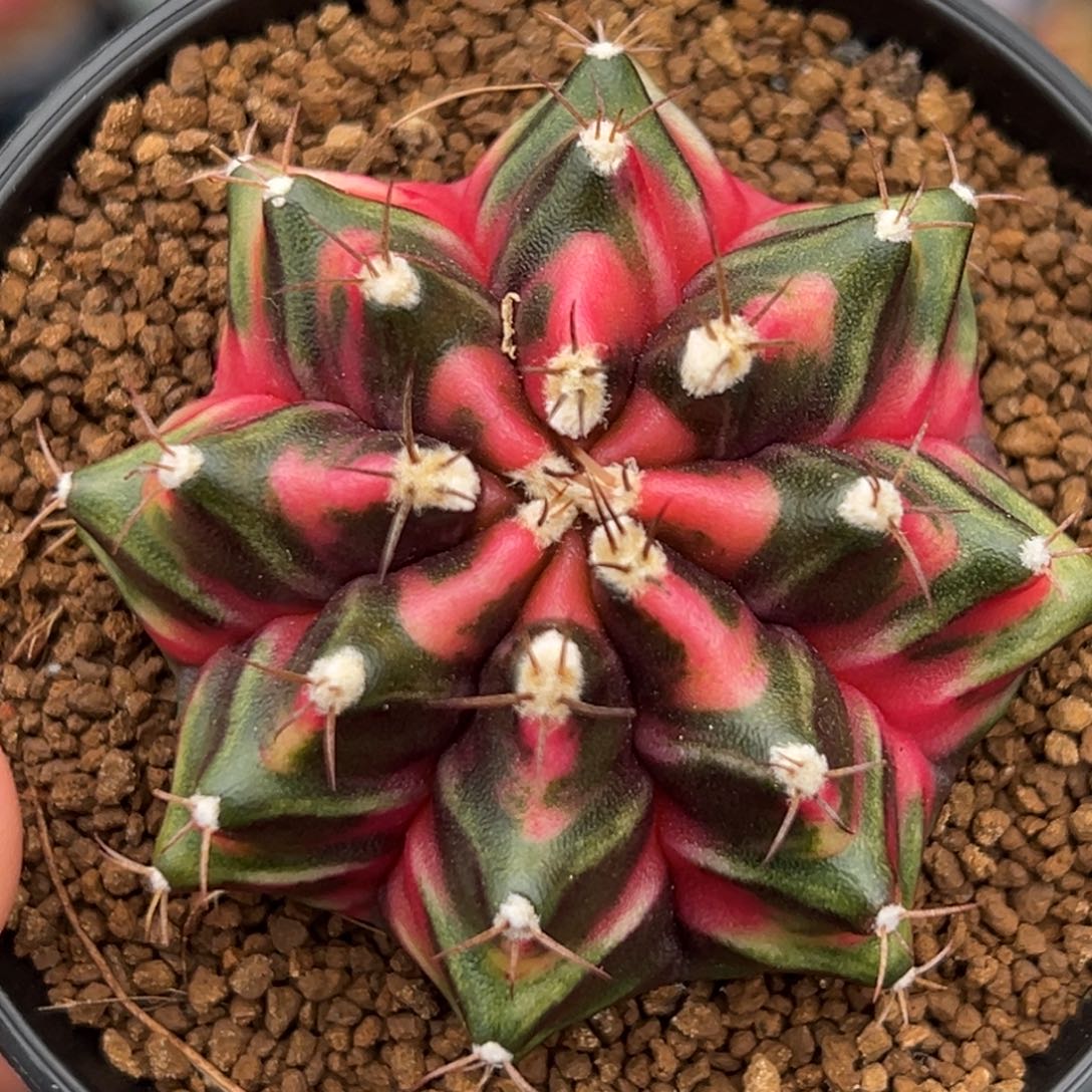 泰系实生米哈锦0000