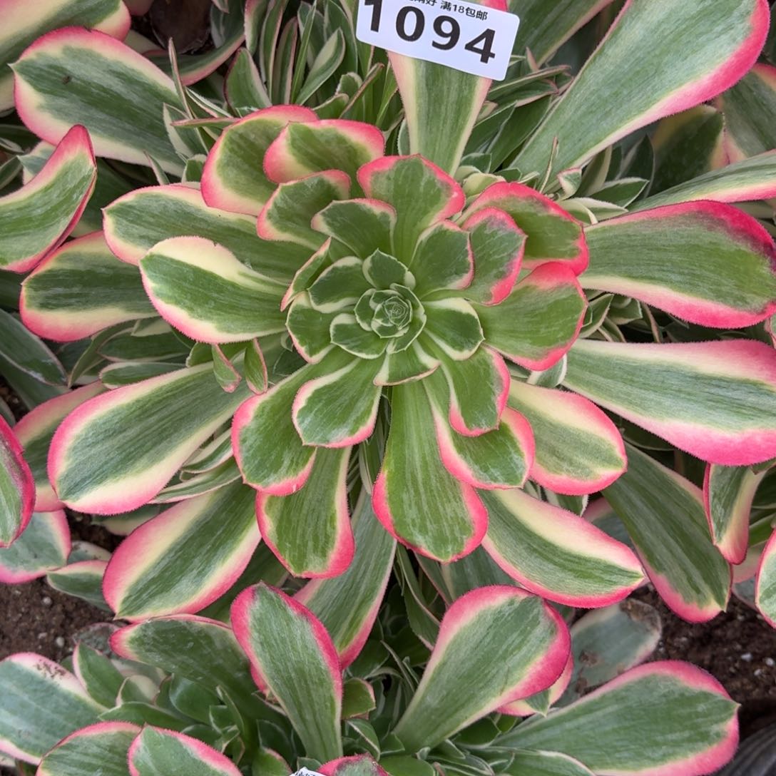 1094妖月多肉植物