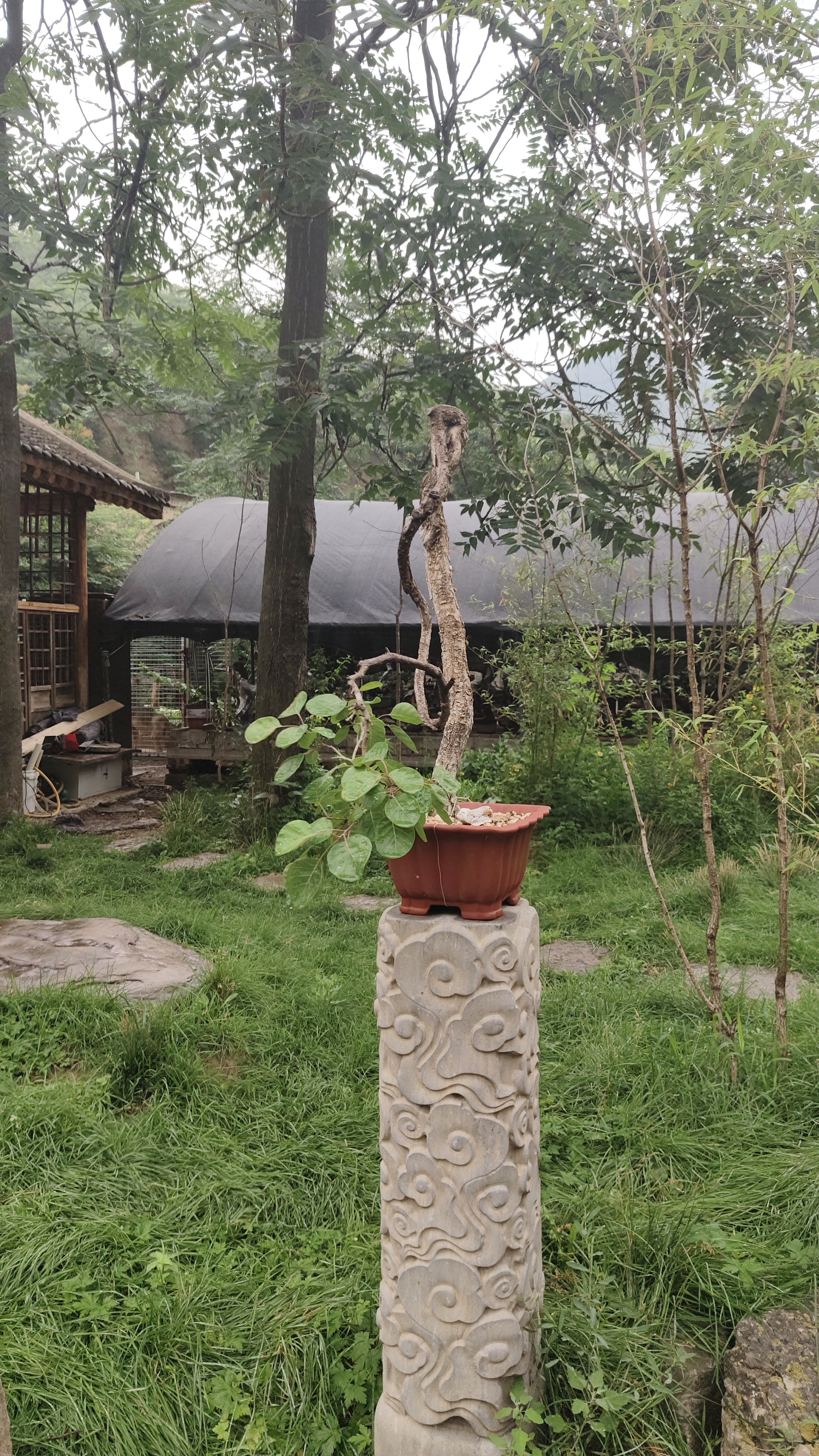黄栌盆景老桩素材