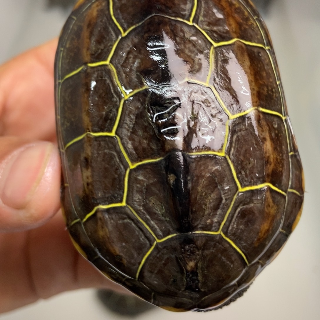 中华草龟不分公母