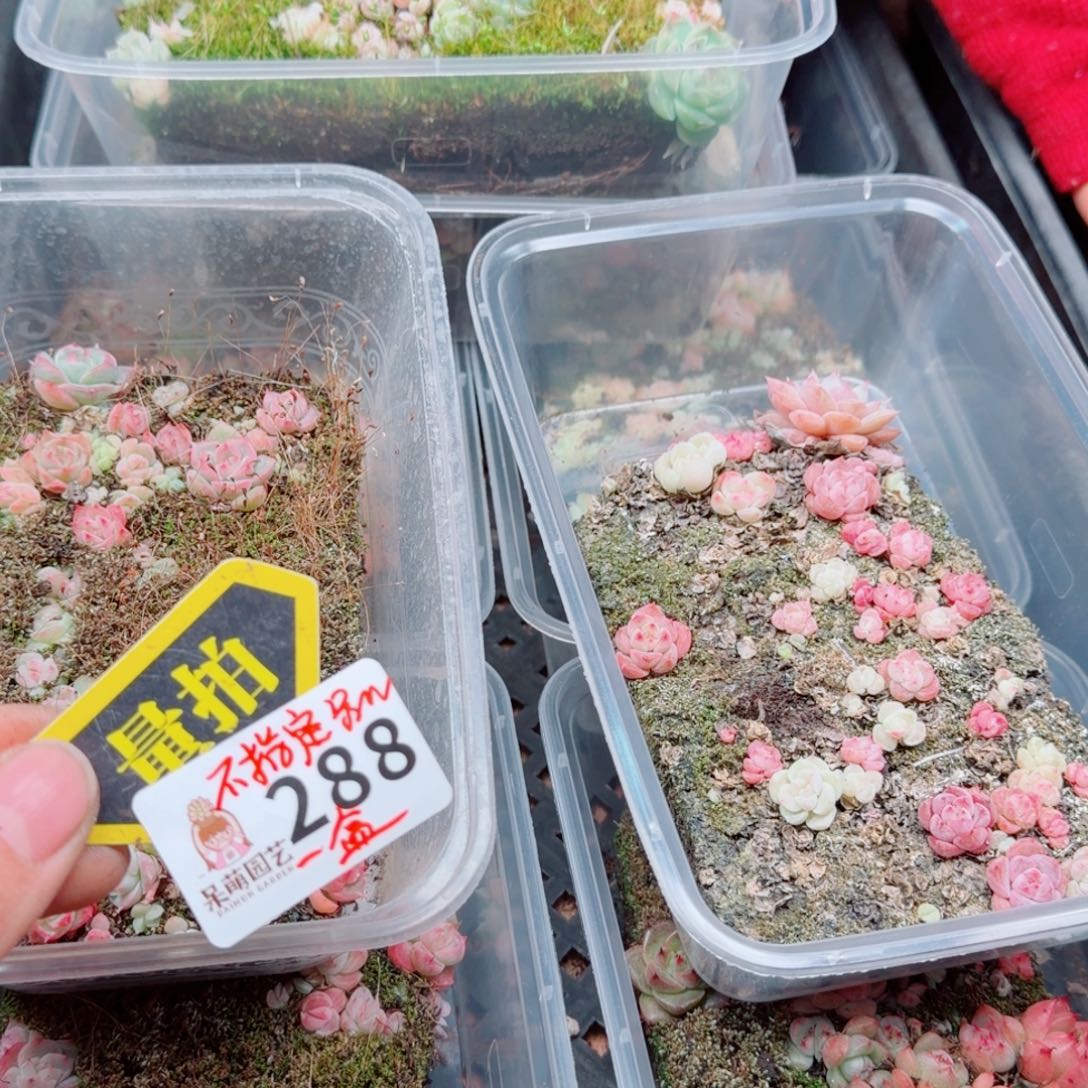 多肉植物多肉植物