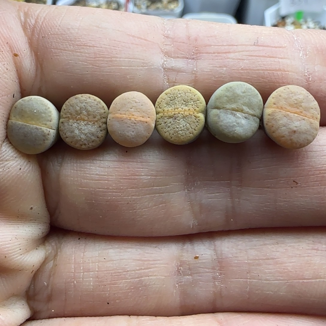 928 彩色小猪皮彩色清框福利30包邮