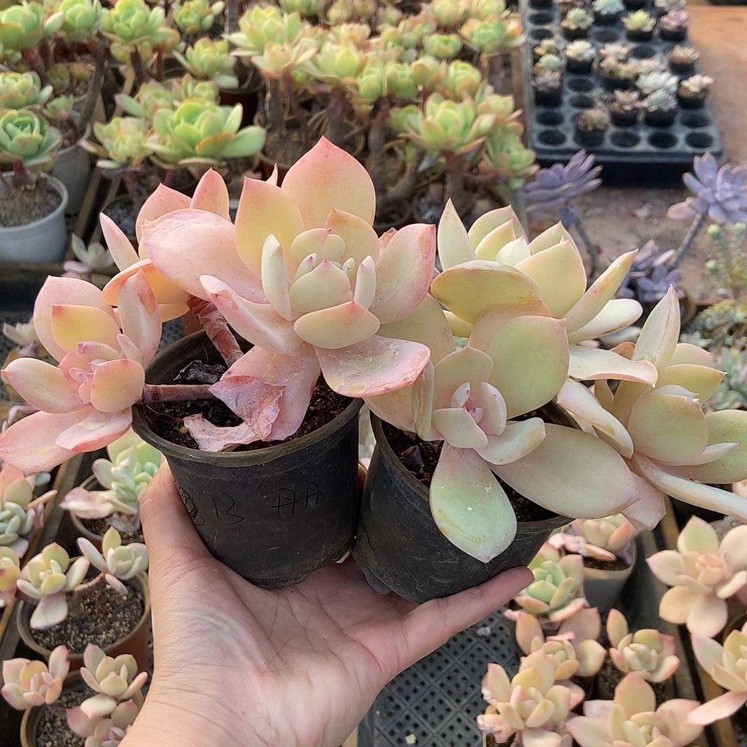 1054号花2个丹丹专拍