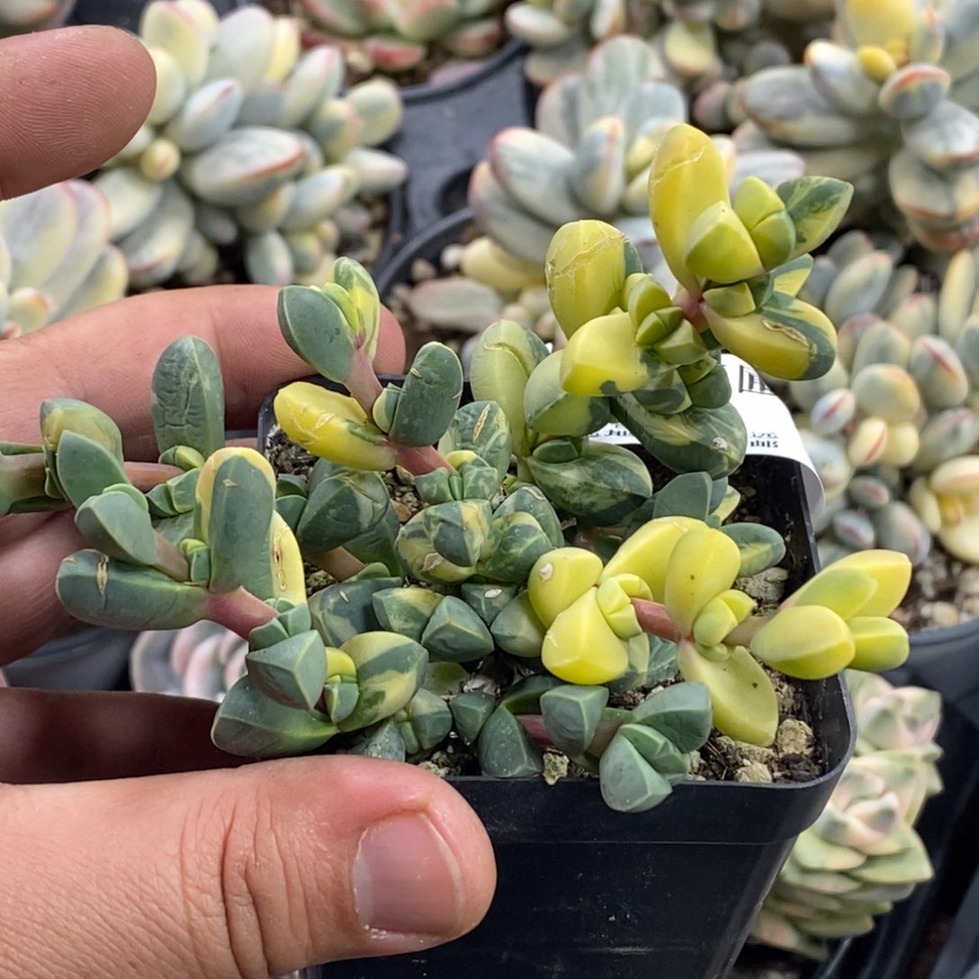 582鹿角海棠锦群生