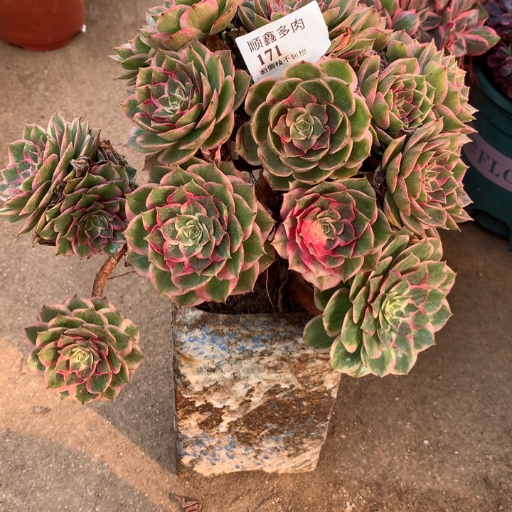 171莲花座多肉植物特价
