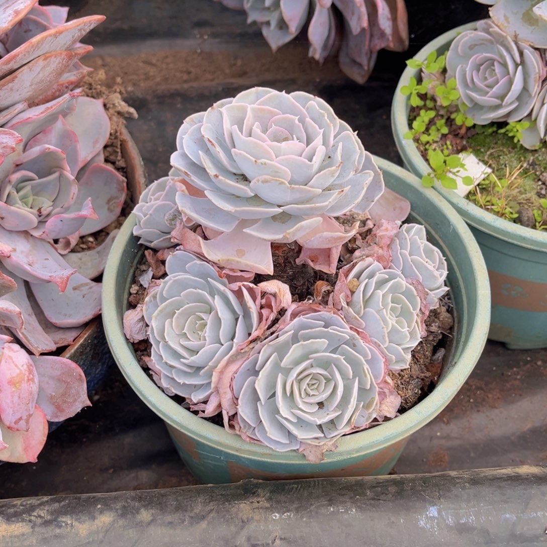 开播福利圣卡五加一官服14