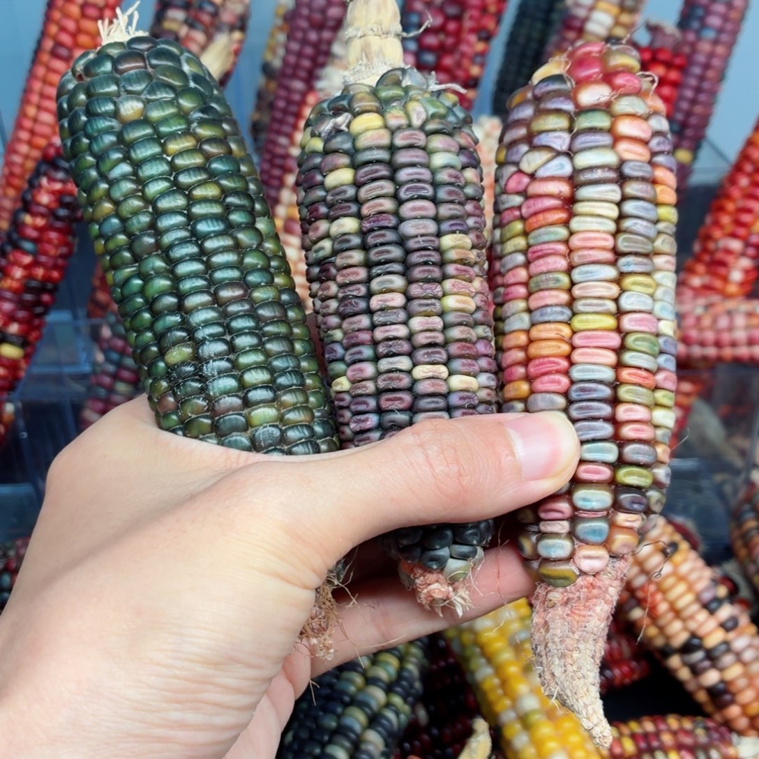 长***星吊坠白玉菩提文玩精品文玩精品