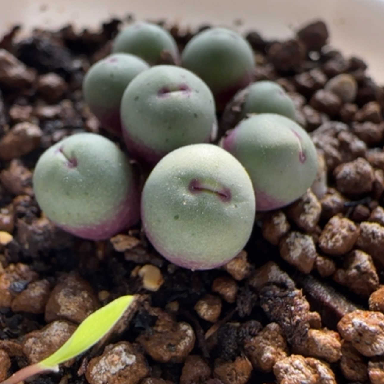 【闪购商品】0010      