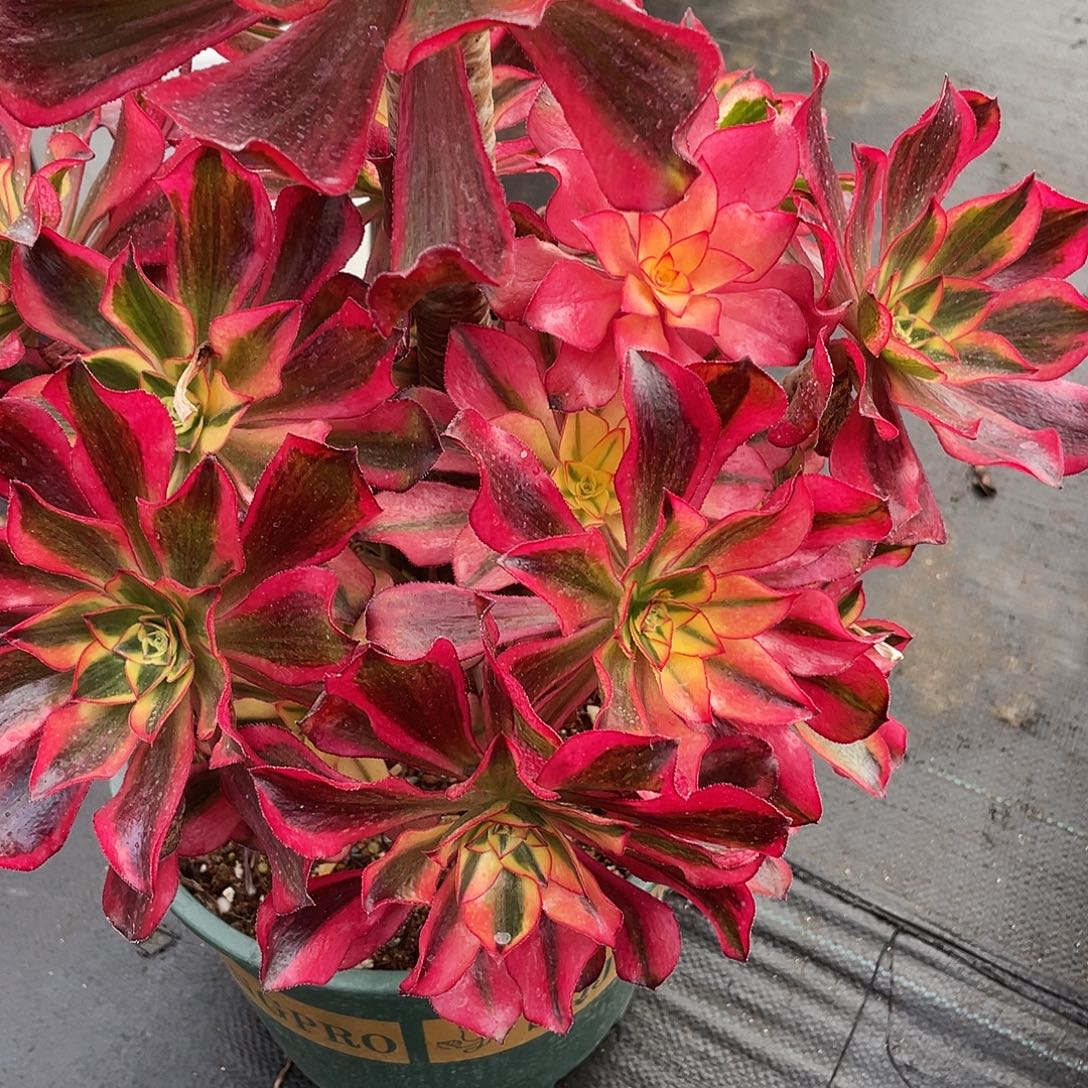 一***涯暖暖法师一世天涯魅影号哼哼唧唧唧唧