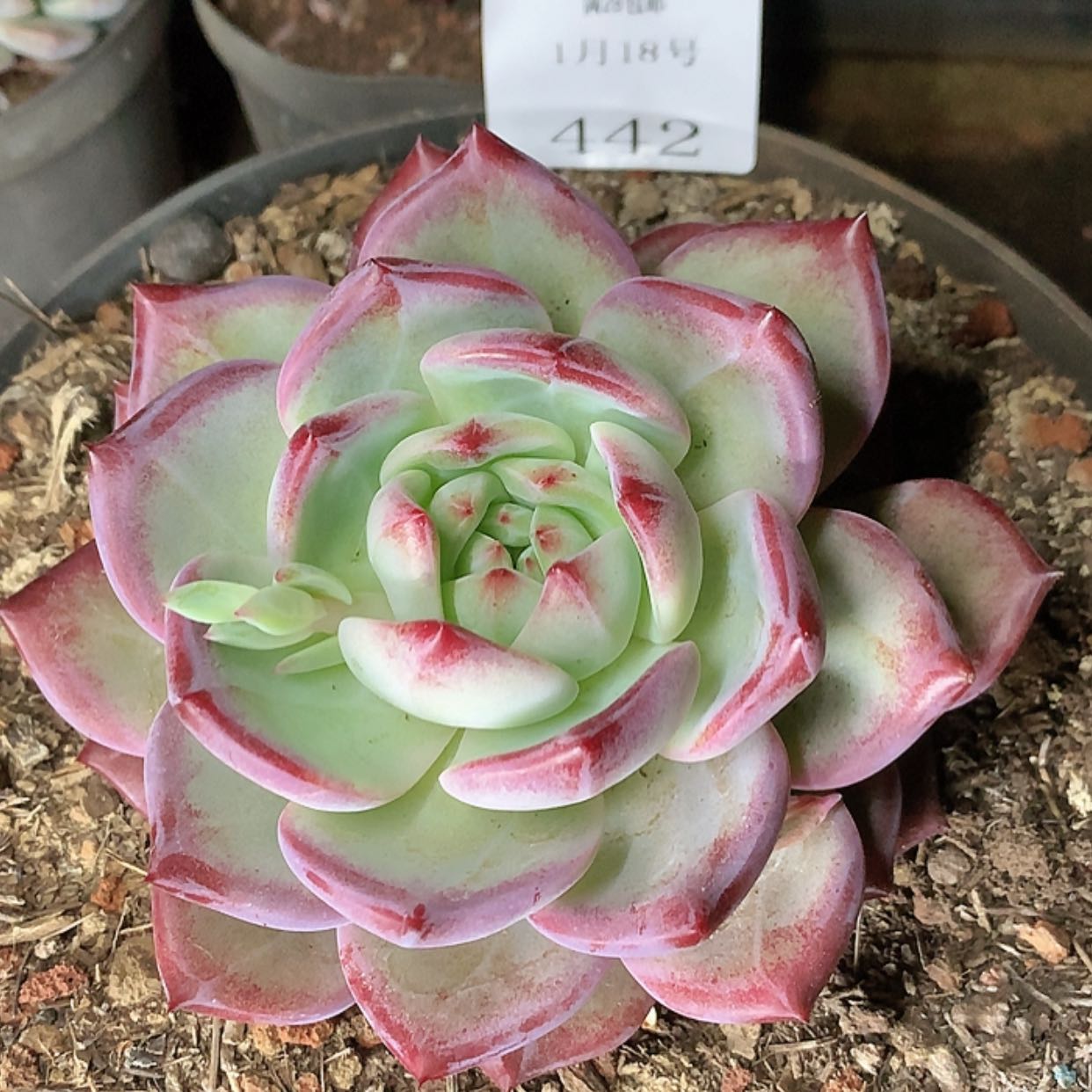 【闪购商品】云442号