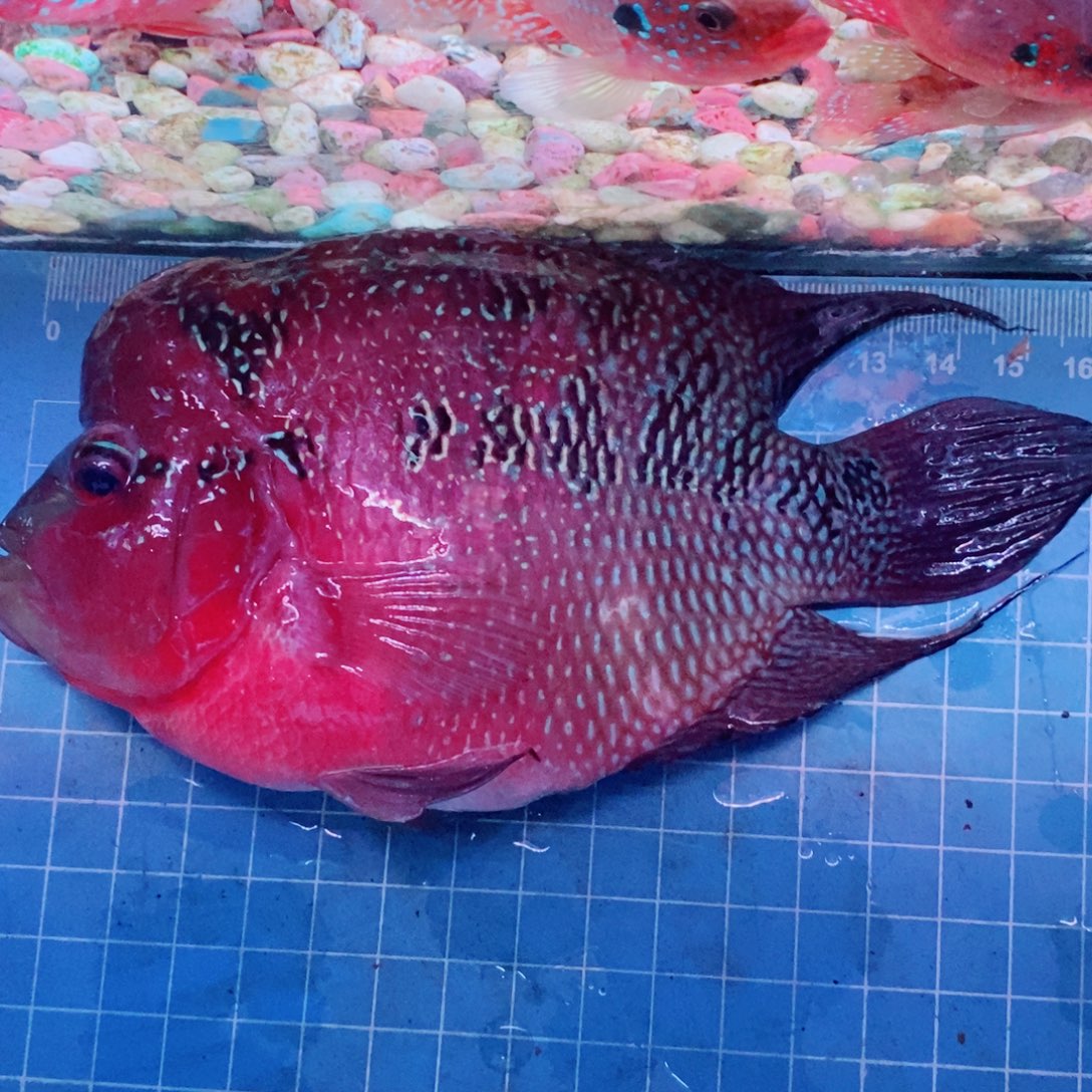 罗汉鱼元宝罗汉14-16cm1条