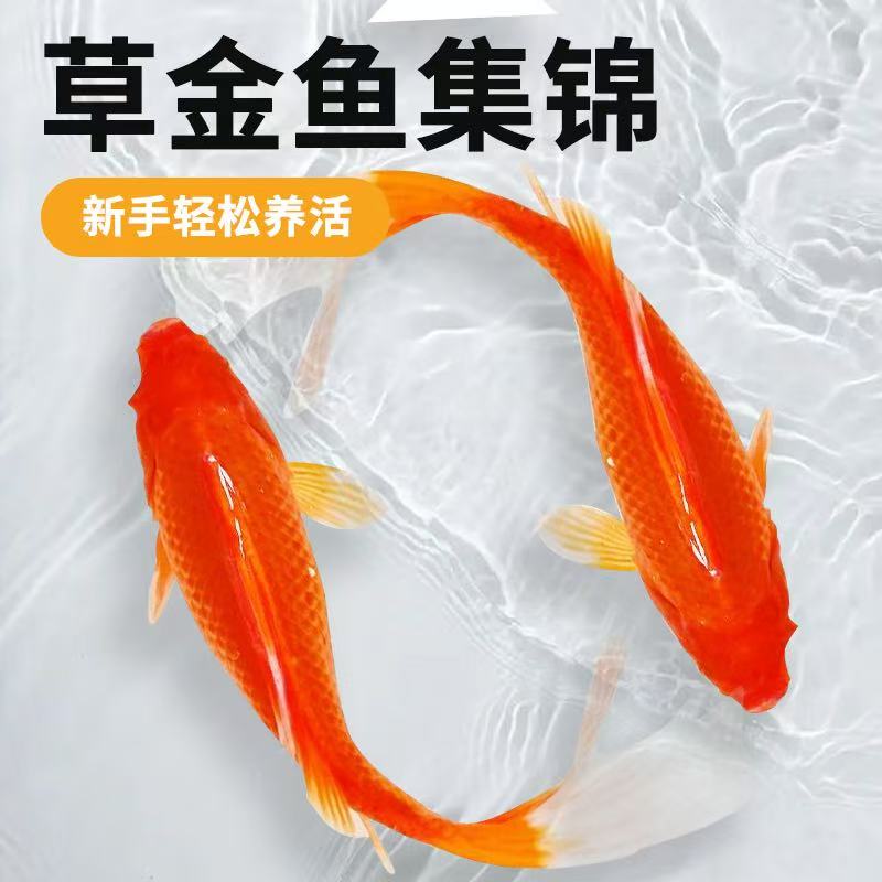 【冷链包邮】超大尺寸10-13厘米4条火焰红金鱼冷水观赏鱼新手好养