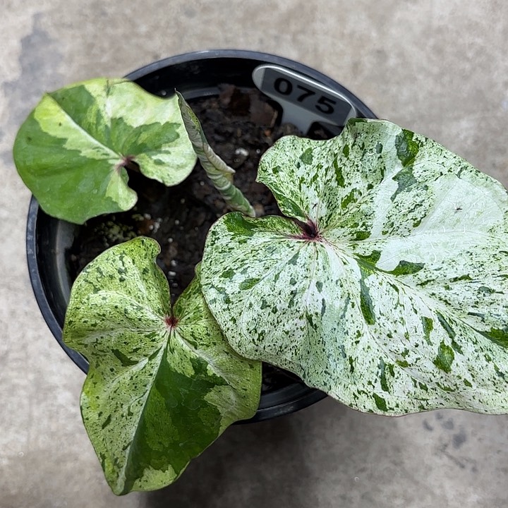 75-0215薄荷糖彩叶芋广东现货