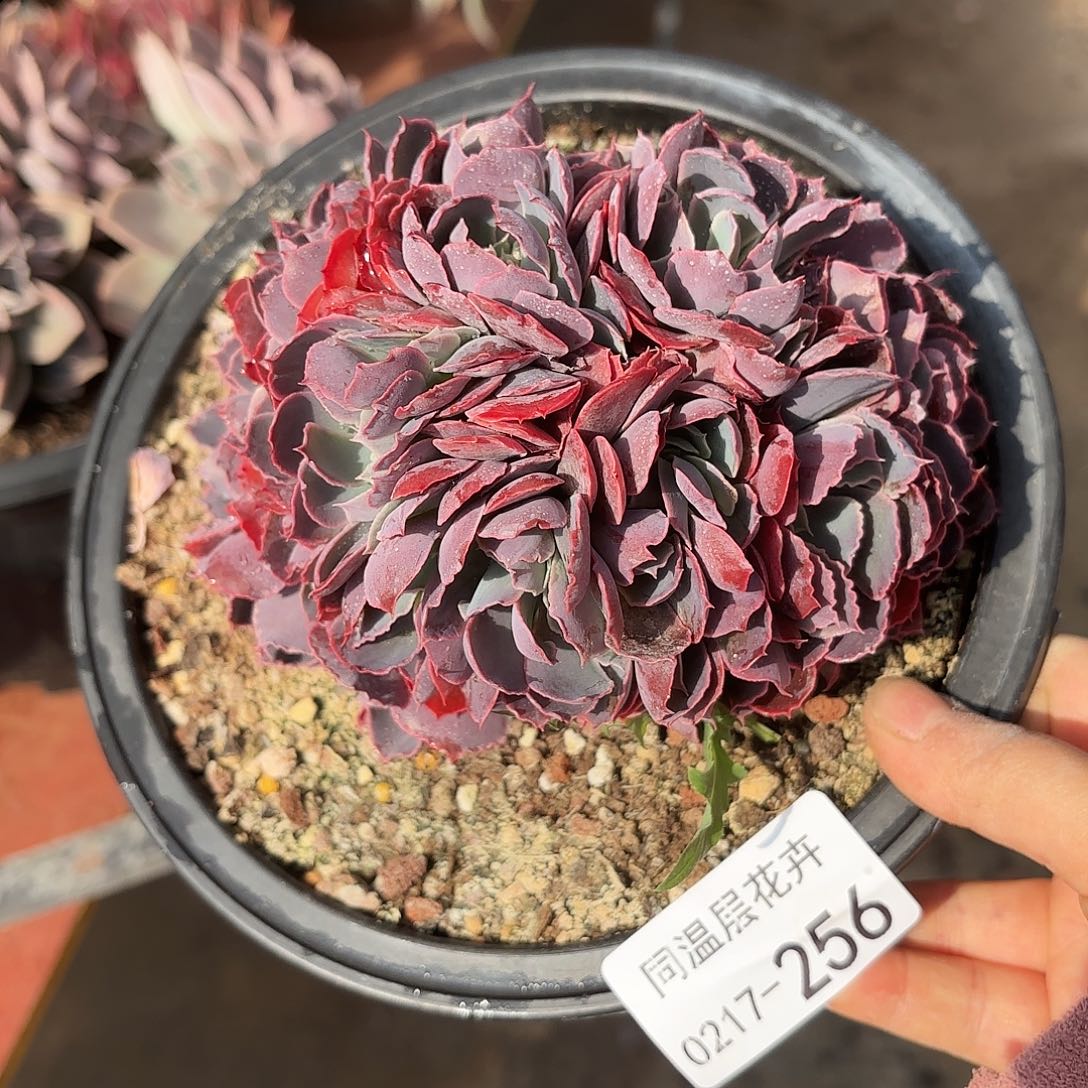 同温层多肉晚霞之舞缀256