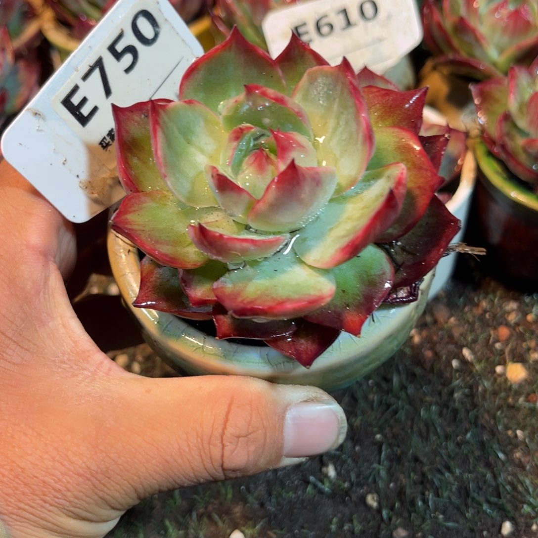 惊鸿一瞥750号多肉葡萄