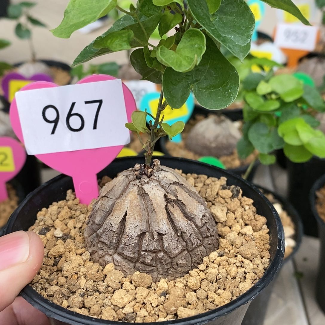 南非龟甲龙龟甲龙