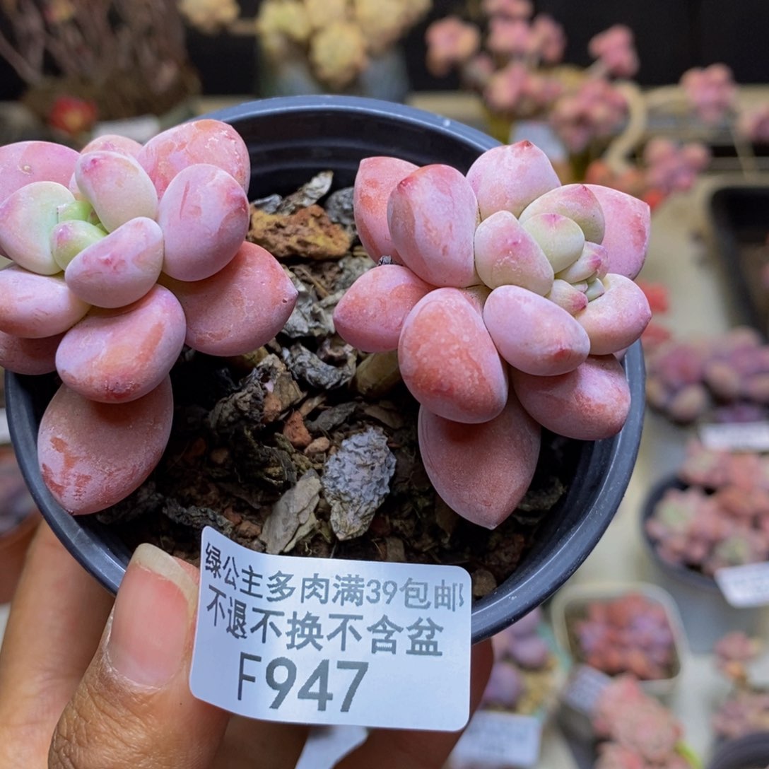 947樱花洛神多肉6c m