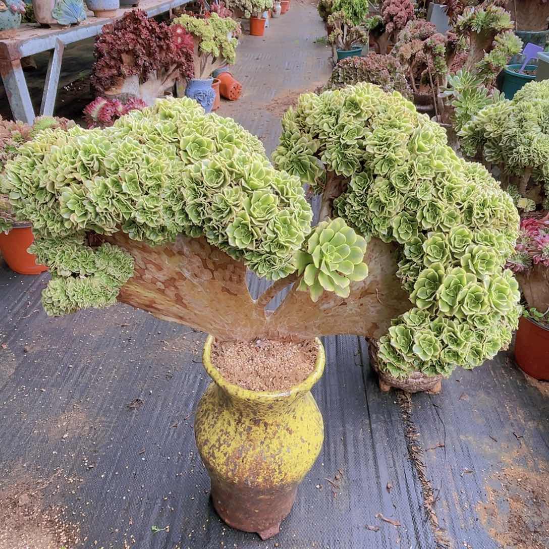 【闪购商品】无花朵绿豆沙朵朵