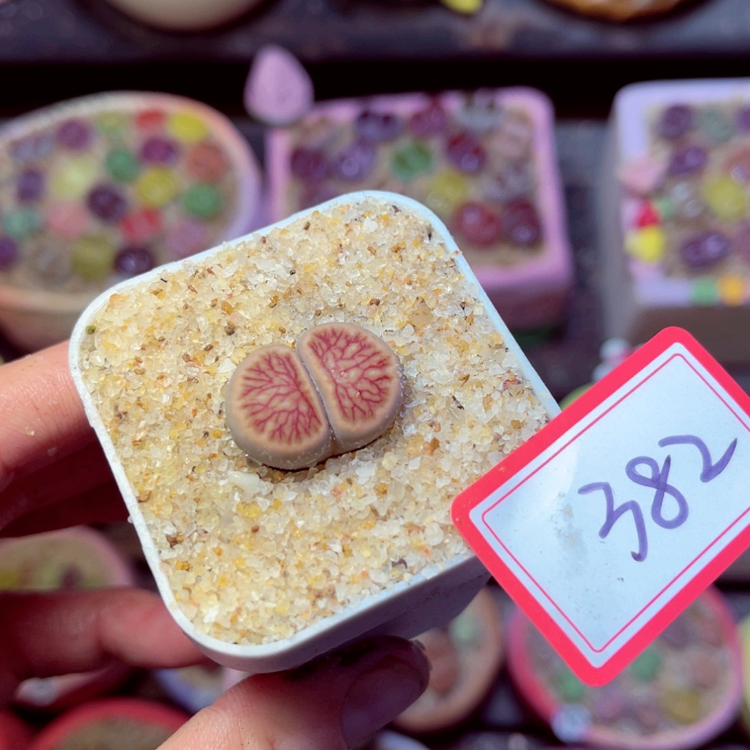 382生石花带盆发11