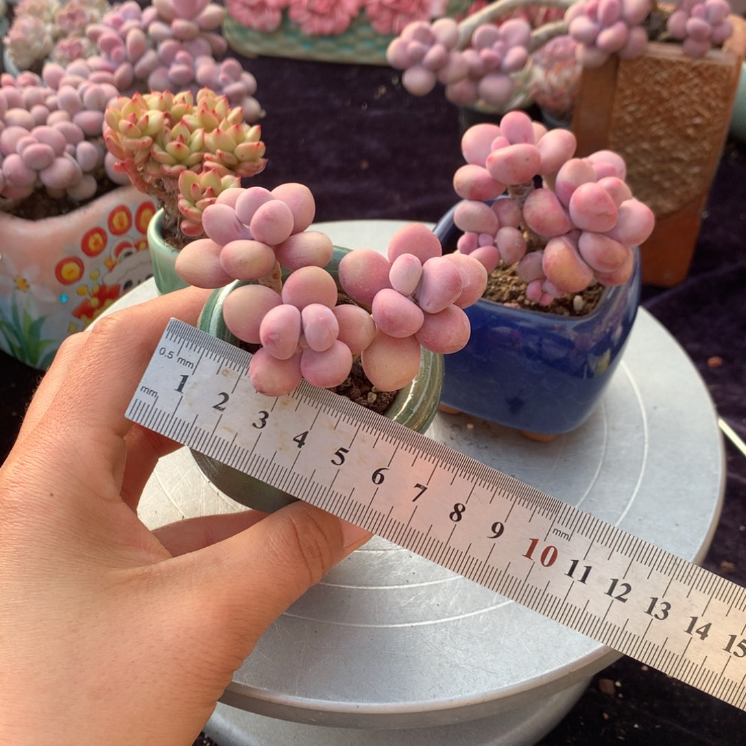 阳**贝59号带盆偏远地区不包邮的