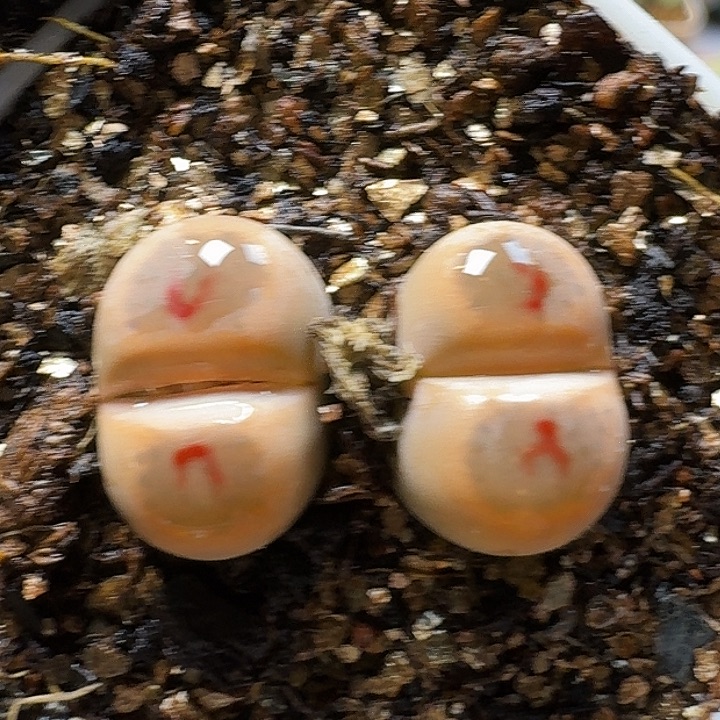 生石花233:：/。  67