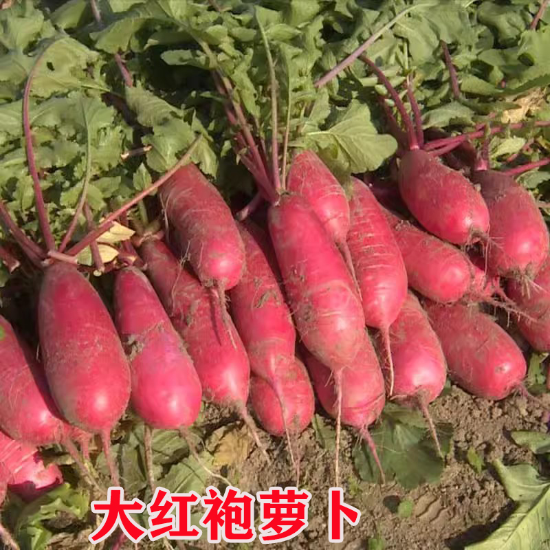 甜脆水果樱桃萝卜种子红皮红瓤可阳台盆栽种植九斤白萝卜蔬菜苗