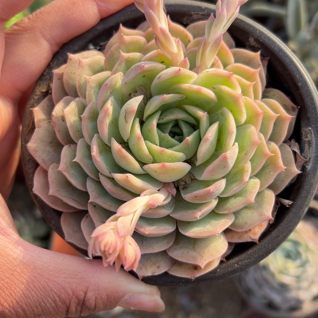 多肉植物昂斯诺单头