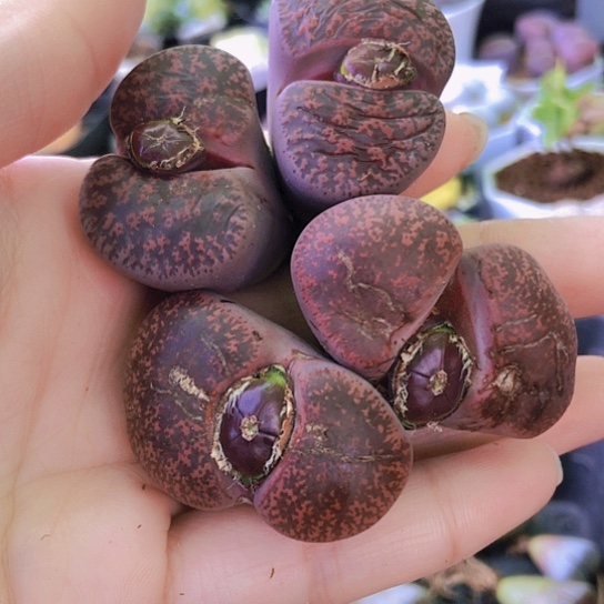 无花朵1108，两颗酒红有老疤