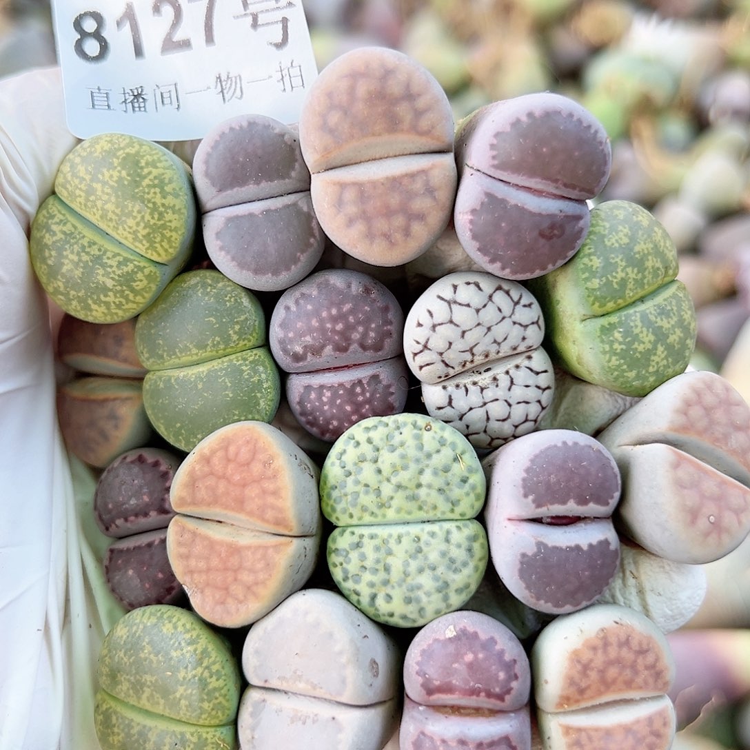 8127 好养易活生石花大母本18个