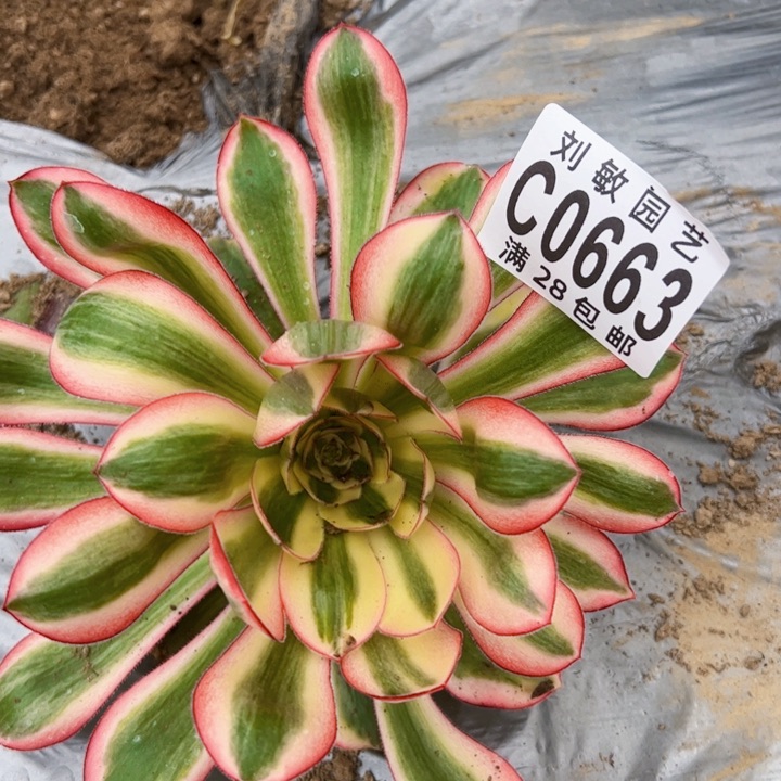 0663爱丽思多肉植物法师