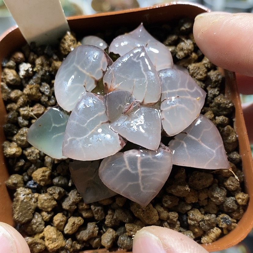 【闪购商品】90女神