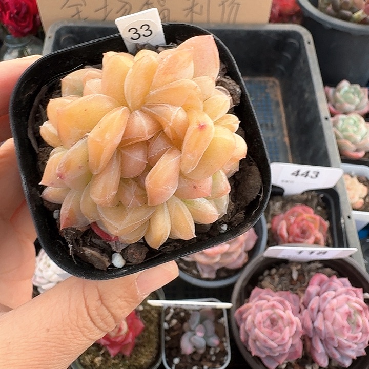 雪芙蓉珍呢多肉植物33