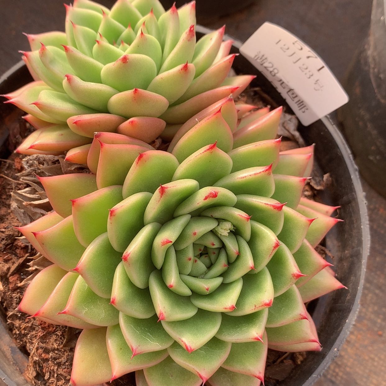 【闪购商品】云571号