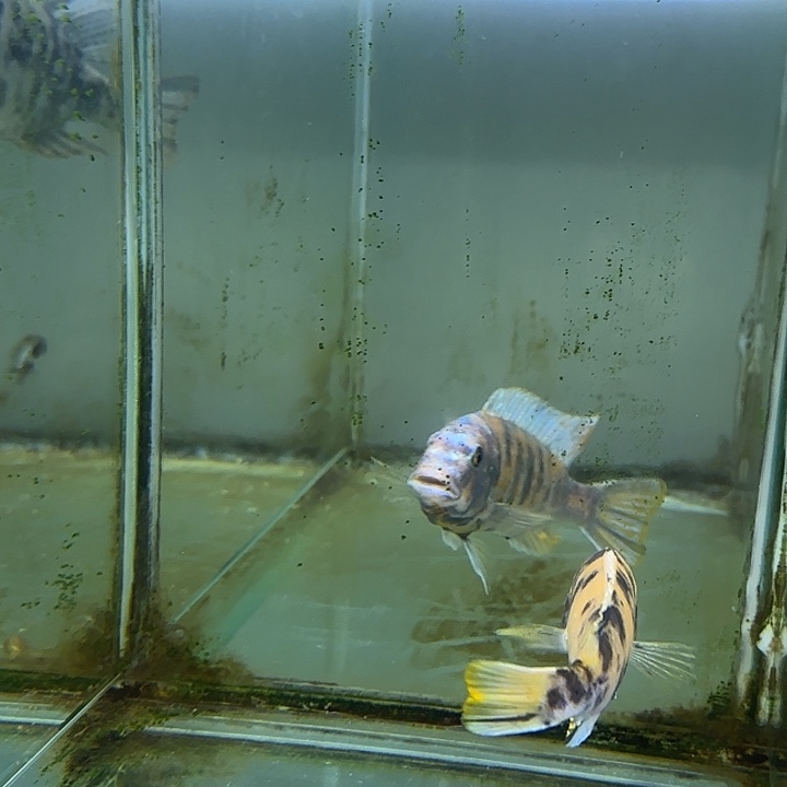 阿***伟海水鱼101号11111111