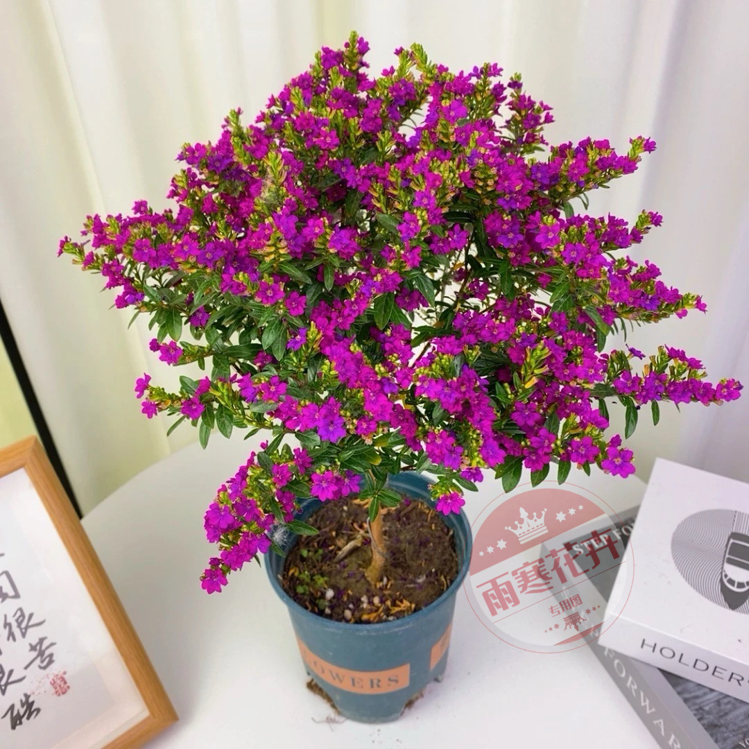 木本满天星观花盆栽耐热好养花卉四季开花不断带花苞庭院室内阳台