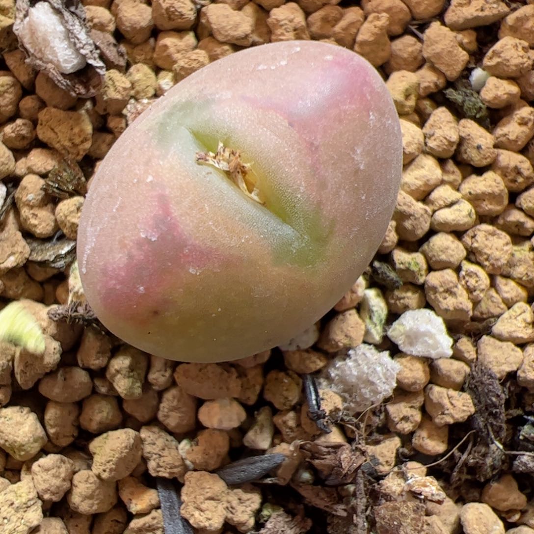 【闪购商品】115 桃割娘杂