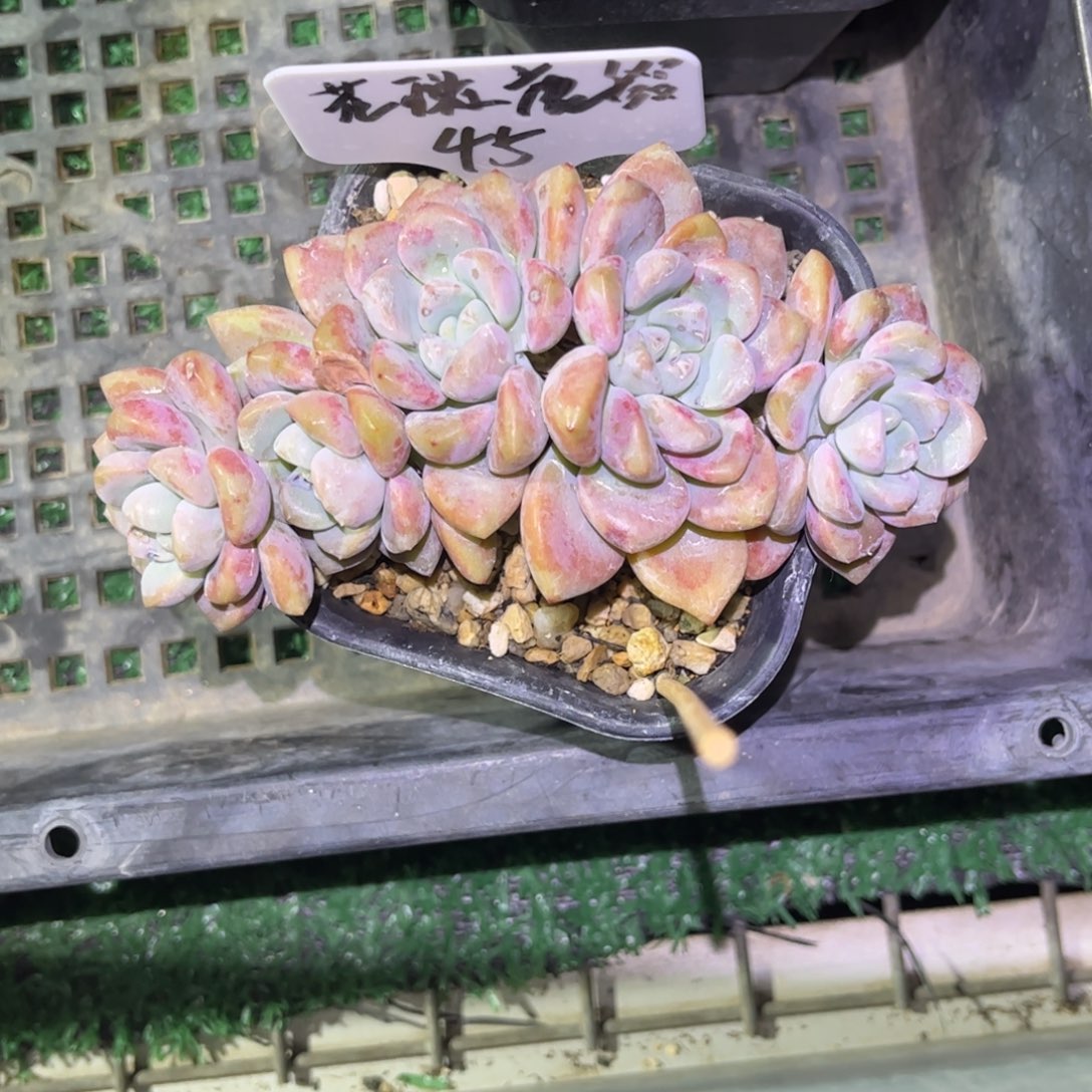 ?****?花瓣鹿缀化一物一拍