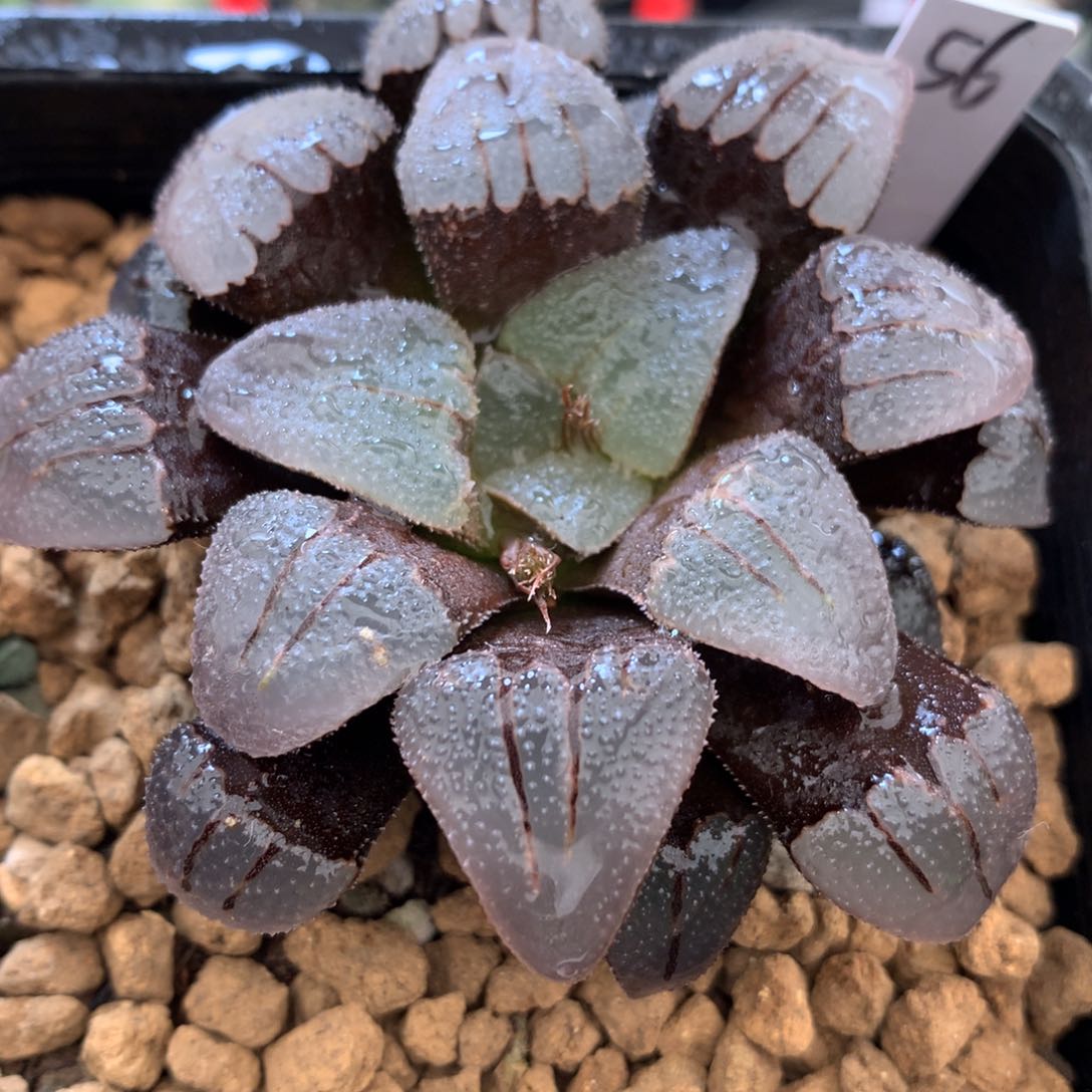 紫梦，带盆土发货