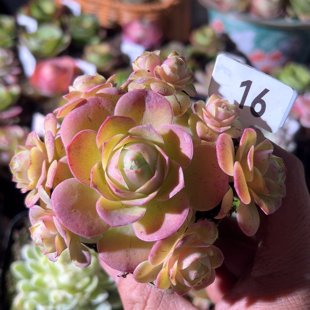 樱桃16山地玫瑰多肉