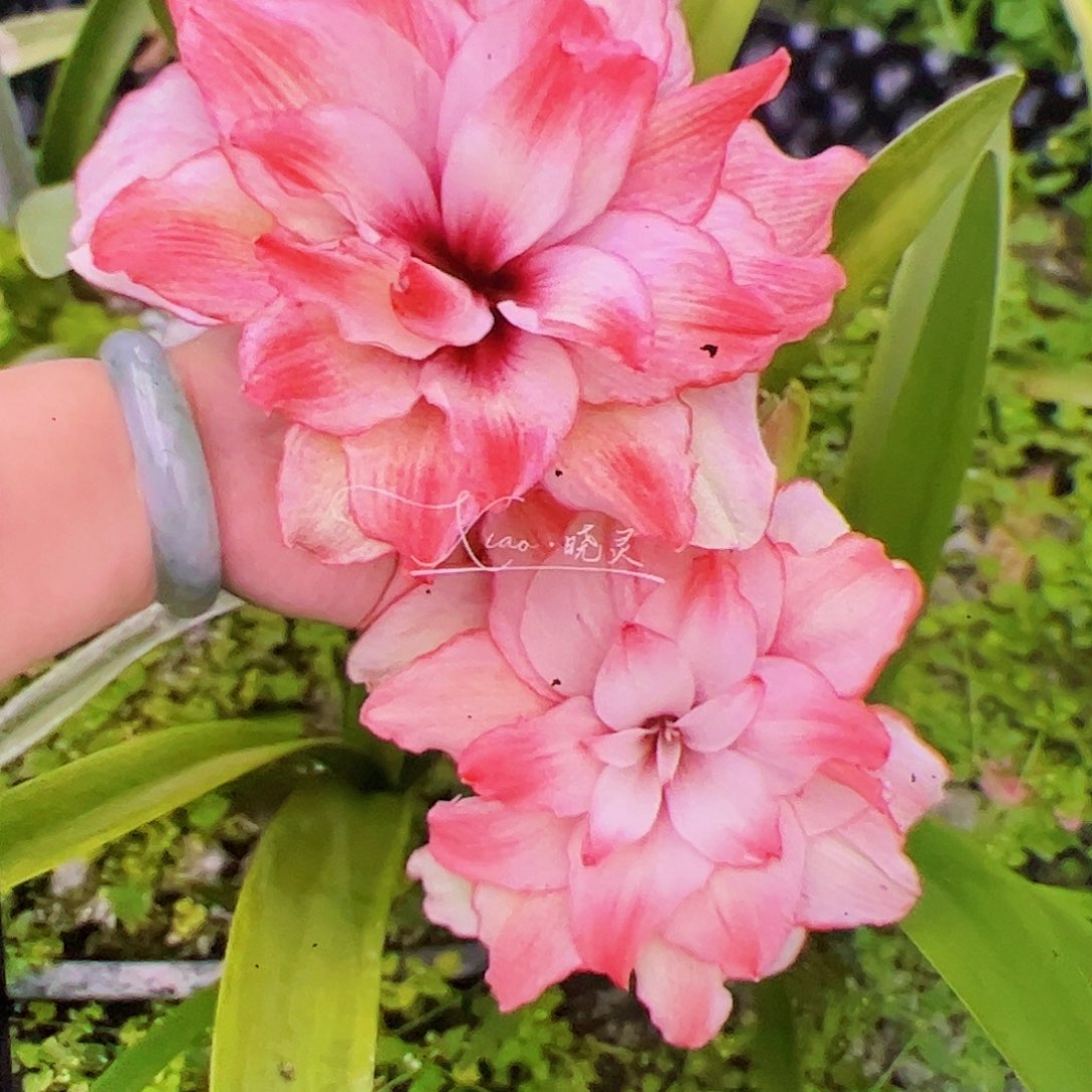 朱顶红进口球珍妮佛2号