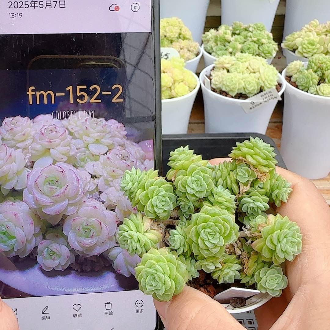 【闪购商品】0701-35（fm-152-2）