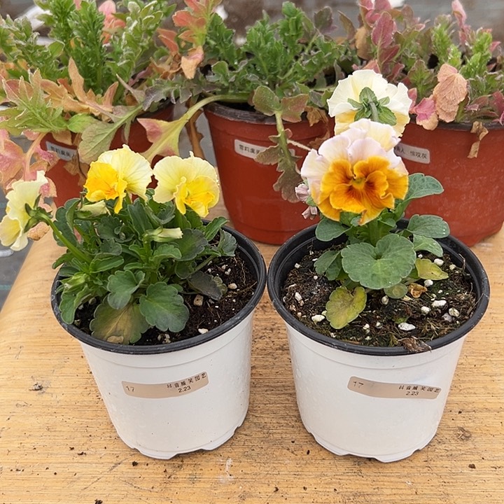 红陶抖音直播闪拍17