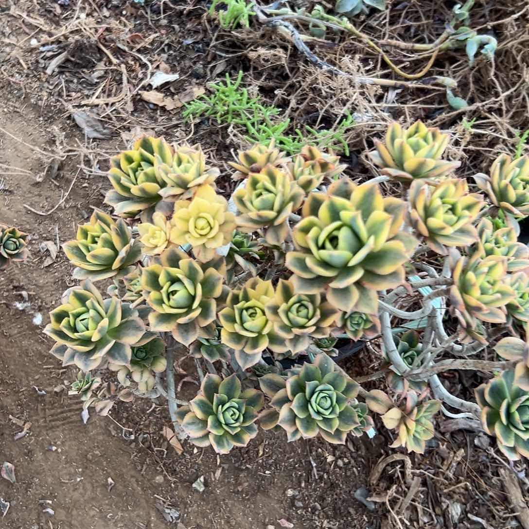 多肉植物星爆老庄