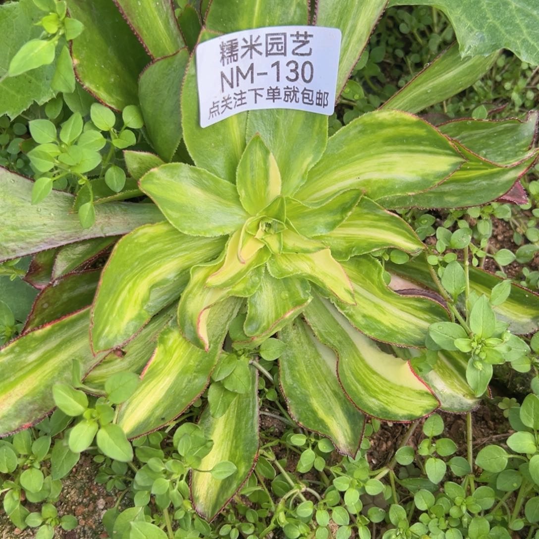 ?****魅影七彩多肉植物130