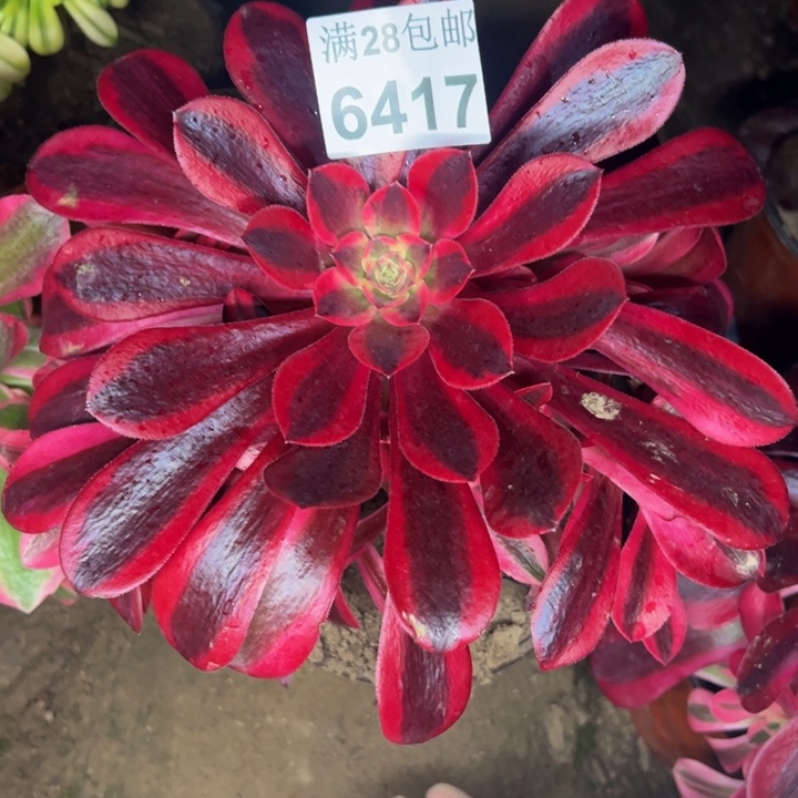 6417美杜莎多肉植物