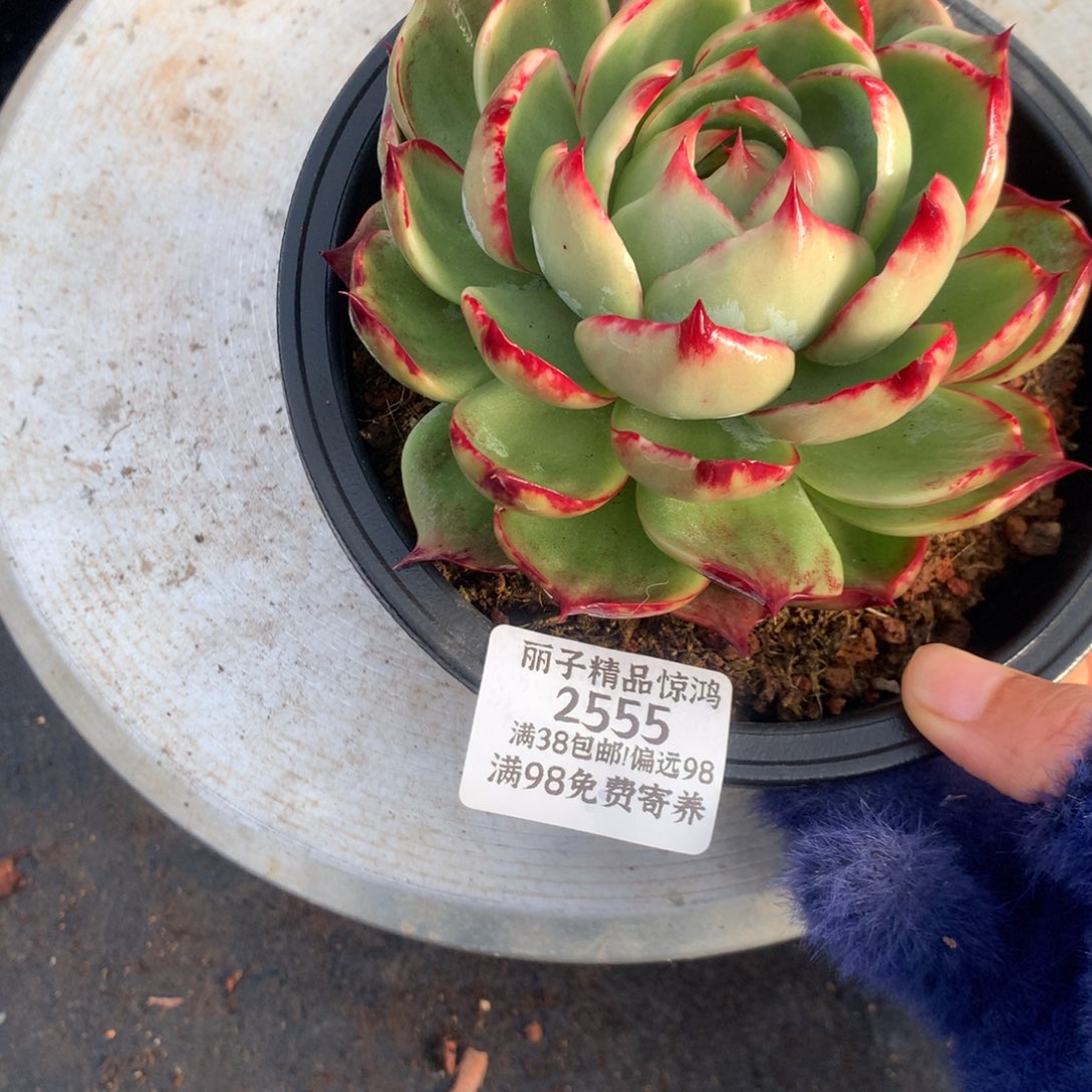 2555多肉植物12厘米