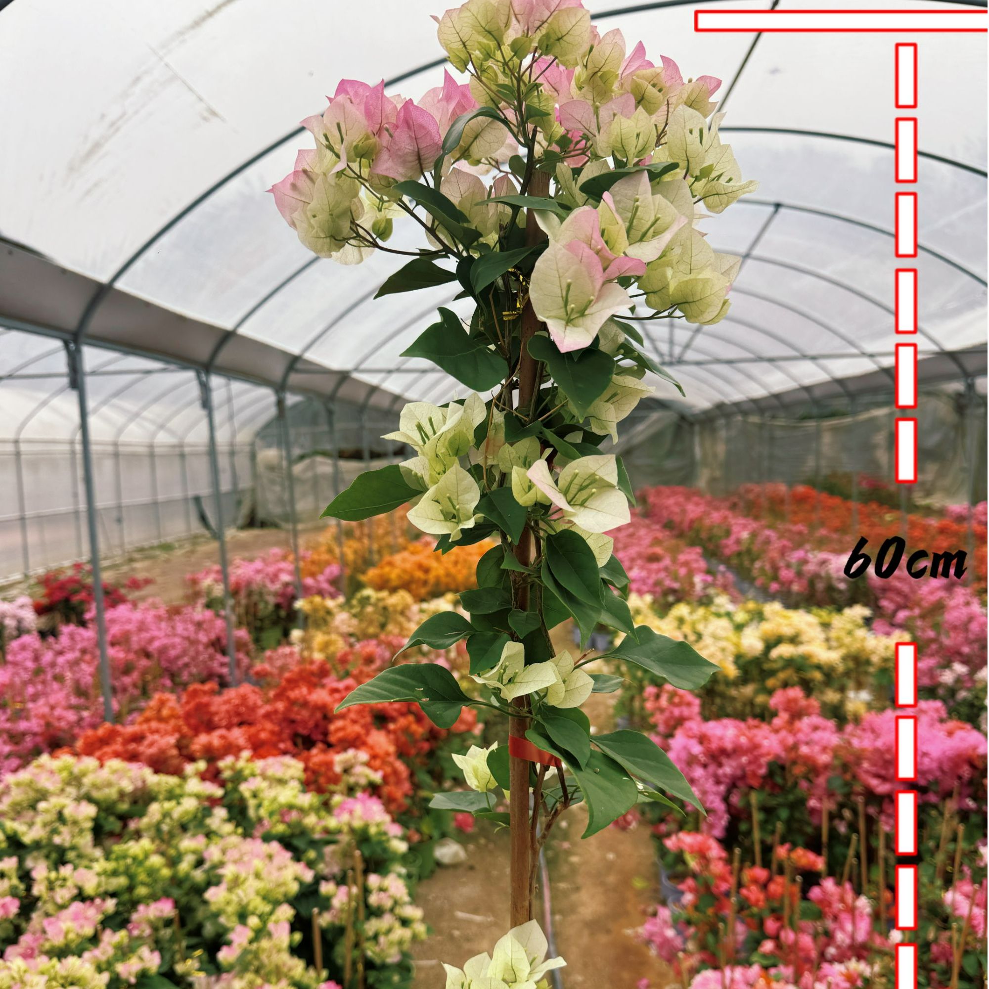 【绿樱】0.5加仑高飘三角梅四季勤花爬藤