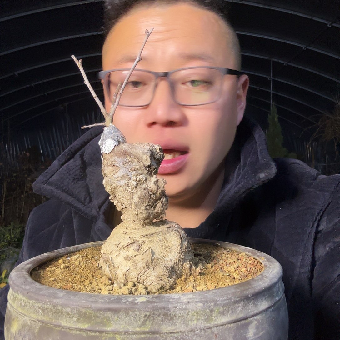 航***国当前无花朵，栽培后可花朵